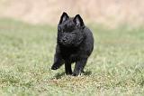 SCHIPPERKE 378